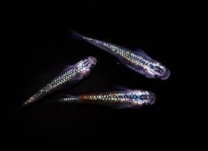 　めだか造り屋・ベテルギウス・稚魚10匹・Nー6