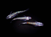 　めだか造り屋・ベテルギウス・稚魚10匹・Kー4_画像4