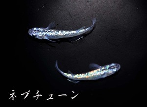 　めだか造り屋・ネプチューン・稚魚10匹・Eー6