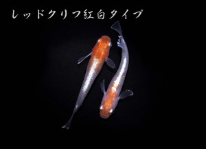 　めだか造り屋・レッドクリフ紅白タイプ・稚魚10匹・Eー8