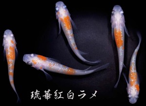 　めだか造り屋・琉華紅白ラメ・稚魚10匹・Eー9