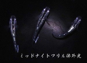 　めだか造り屋・ミッドナイトフリル体外光・稚魚10匹・Mー17