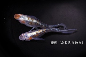 　めだか造り屋・藤煌・稚魚10匹・Aー3