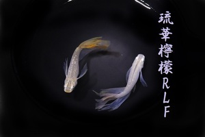 　めだか造り屋・琉華檸檬ＲＬＦ・稚魚10匹・Hー1