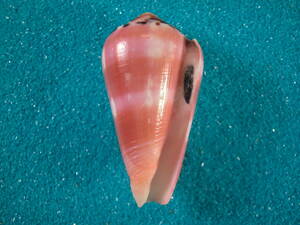 ゴーギャンイモPinoconus gauguini Marquesas Is, 5,79cm F++/GEM 稀産