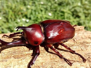 [neco] RR red I red body . old . production rhinoceros beetle imago male 1 head with translation p