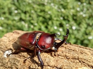 [neco] WW white I red body rhinoceros beetle imago 1 pair k