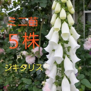 大型植物　ジキタリス　小さい苗　ベル型　５株　ネコポス箱　イングリッシュガーデンに　薔薇との相性抜群♪