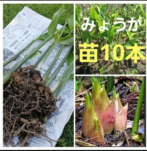 みょうが苗　茗荷　野菜苗　家庭菜園　10本　ネコポス箱　敷地隅っこ有効利用