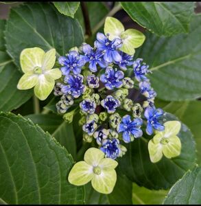 みどりの紫陽花　大島 紫陽花苗　ネコポス箱 アジサイ苗