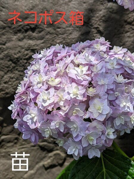 八重　紫陽花　白　花色形が変化する　苗　ネコポス箱　 山野草 アジサイ 苗木