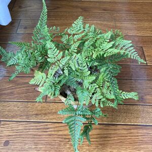 姫ネコ　シダ植物