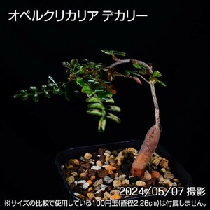 366 実生 オペルクリカリア デカリー コーデックス 塊根植物