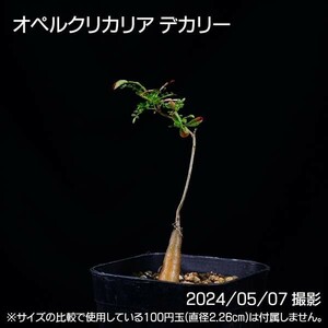 365 実生 オペルクリカリア デカリー コーデックス 塊根植物