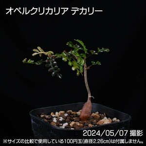 364 実生 オペルクリカリア デカリー コーデックス 塊根植物