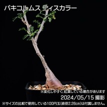37C 実生 象の木 パキコルムス ディスカラー コーデックス 塊根植物_画像2