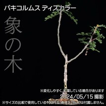 37B 実生 象の木 パキコルムス ディスカラー コーデックス 塊根植物_画像1