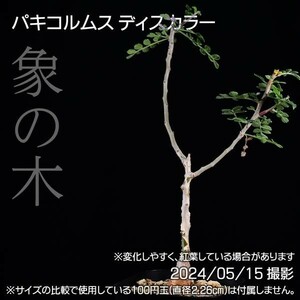 37B 実生 象の木 パキコルムス ディスカラー コーデックス 塊根植物