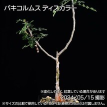 37B 実生 象の木 パキコルムス ディスカラー コーデックス 塊根植物_画像4