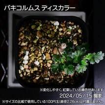 37A 実生 象の木 パキコルムス ディスカラー コーデックス 塊根植物_画像8