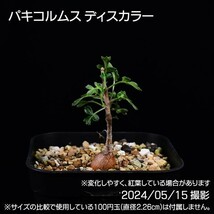 379 実生 象の木 パキコルムス ディスカラー コーデックス 塊根植物_画像3