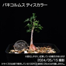 379 実生 象の木 パキコルムス ディスカラー コーデックス 塊根植物_画像9