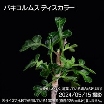 379 実生 象の木 パキコルムス ディスカラー コーデックス 塊根植物_画像7