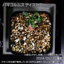 379 実生 象の木 パキコルムス ディスカラー コーデックス 塊根植物_画像8