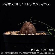 378 実生 亀甲竜 ディオスコレア エレファンティペス コーデックス 塊根植物_画像5