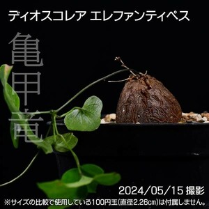 378 実生 亀甲竜 ディオスコレア エレファンティペス コーデックス 塊根植物