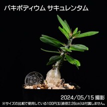 376 実生 天馬空 パキポディウム サキュレンタム コーデックス 塊根植物_画像9