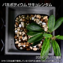 376 実生 天馬空 パキポディウム サキュレンタム コーデックス 塊根植物_画像8