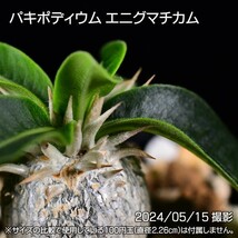 373 実生 パキポディウム エニグマチカム コーデックス 塊根植物_画像7