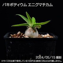 372 実生 パキポディウム エニグマチカム コーデックス 塊根植物_画像2