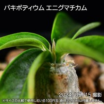 371 実生 パキポディウム エニグマチカム コーデックス 塊根植物_画像7