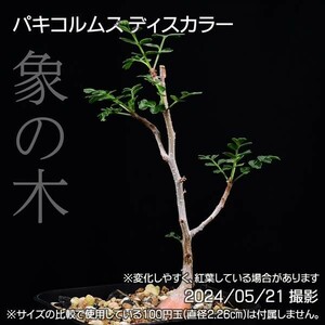 385 実生 象の木 パキコルムス ディスカラー コーデックス 塊根植物