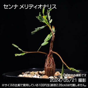 389 実生 センナ メリディオナリス コーデックス 塊根植物