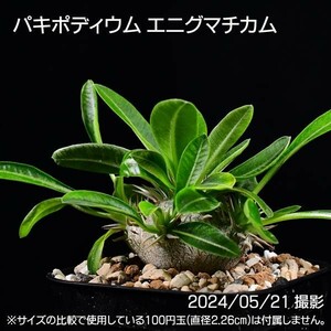 387 実生 パキポディウム エニグマチカム コーデックス 塊根植物