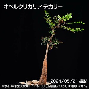 384 実生 オペルクリカリア デカリー コーデックス 塊根植物