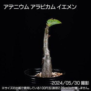 39M 実生 アデニウム アラビカム イエメン コーデックス 塊根植物