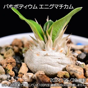 39H 実生 パキポディウム エニグマチカム コーデックス 塊根植物