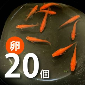 紅帝メダカの卵　20個