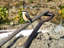 虫が住む畑 土を掘り起こすのを待つ 小鳥。