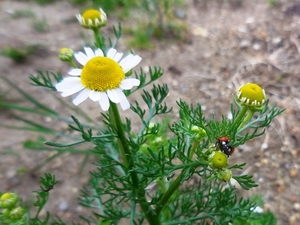 430.6.1◆カモミール 3苗株◆エスディージーズ 無農薬 無化学肥料 混植栽培 益虫活用 自然菜園◆かんたん トライ 家庭菜園 プランター 栽培