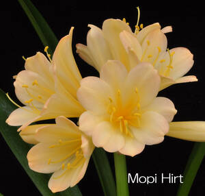 knsi Ran .. orchid super super-rare #1Mopi Hirt break up . stock : SPY-3037