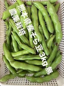 【取りたて】熊本県産そら豆3kg 無農薬栽培