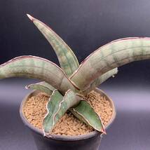 01【新入荷】多肉植物 サンスベリア プフィステリー Sansevieria Pfisteri 中株 選抜極上株 美苗_画像4