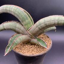 02【新入荷】多肉植物 サンスベリア プフィステリー Sansevieria Pfisteri 中株 選抜極上株 美苗_画像5