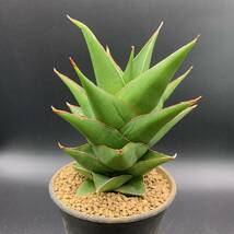 01【再入荷】多肉植物 サンスベリア タワーブルー Sansevieria Tower Blue 選抜極上株 美苗_画像1