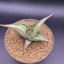 03【超美苗】多肉植物 サンスベリア ピンギキュラ 斑入 Sansevieria Pinguicula Variegated 鮮明斑 選抜極上株_画像4